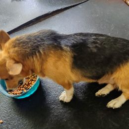 Pembroke Welsh Corgi All Grown Up from Robbie's Hobby Corgi's