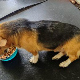 Pembroke Welsh Corgi All Grown Up from Robbie's Hobby Corgi's