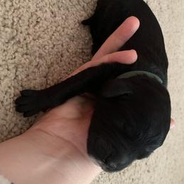 Goldendoodle Puppies from Not Just "Golden" Doodles