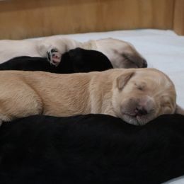 Goldendoodle puppies from Daniel’s Doodles