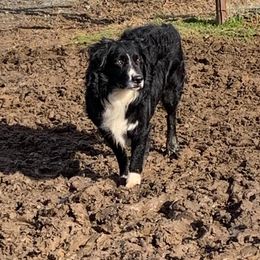 Rubble - Australian Shepherd