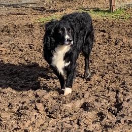 Rubble - Australian Shepherd