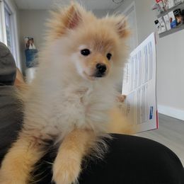 "Loki ( Pipi and Belha )" Pomeranian Puppies from Pomeranians Palace