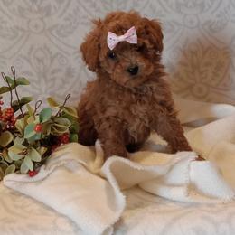 Jaycee - Red  female Poodle puppy in Milford, Indiana from Olde Heritage K-9