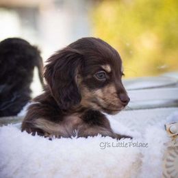 Bolt - Chocolate and cream male Dachshund puppy in Excel, Alabama from CJ’s Little Palace
