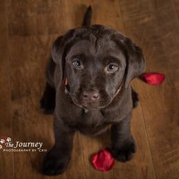 "Rosie, c.2019" Labrador Retriever Puppies from Arctic Texan Labradors