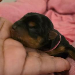 Lady Pink - Black and gold female Yorkshire Terrier puppy in Lebanon, Ohio from Teacup Yorkies for Adoption Near Lebanon Ohio LLC