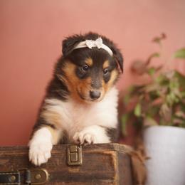 Empress - Black white and tan female Collie puppy in Blacksburg, Virginia from Blackberry Hills Cattle dogs and Collies
