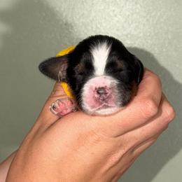 Sandy - Black white and tan female English Springer Spaniel puppy in Williston, Florida from Parks Paradise Springers