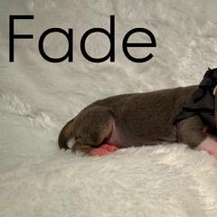 American Hairless Terriers and Great Danes from Black Tie Danes and Sleek Society AHT