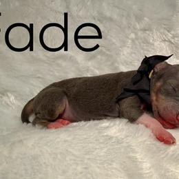American Hairless Terriers and Great Danes from Black Tie Danes and Sleek Society AHT