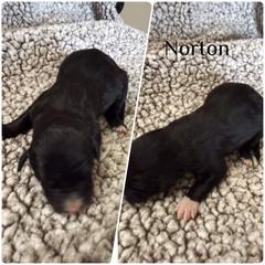 Norton - White and black male Bordoodle puppy in Republic, Missouri from Holland Hilltop Farm