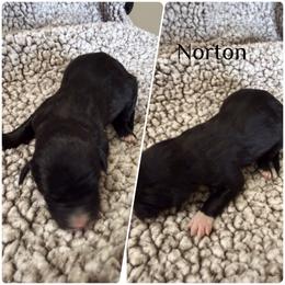 Norton - White and black male Bordoodle puppy in Republic, Missouri from Holland Hilltop Farm
