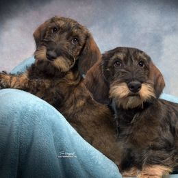 Dachshunds from Brazos Ski Kennels