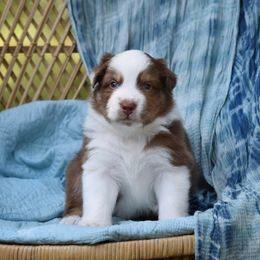 Australian Shepherd Puppies from Indigo Grove Aussies