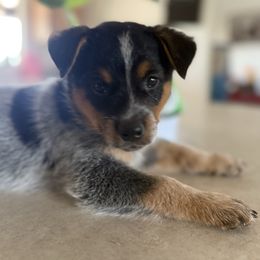 Red - Blue mottled male Australian Cattle Dog puppy in Marana, Arizona from Cactus Heelers Arizona