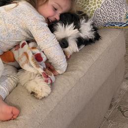 Bernedoodle Puppies from Palmetto Bernedoodles Boutique