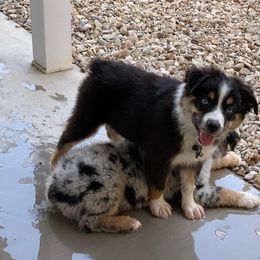 Miniature Australian Shepherd Puppies from Keldrew Ranch Miniature & Toy Australian Shepherds