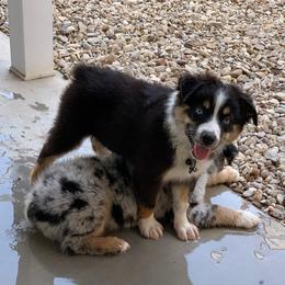 Miniature Australian Shepherd Puppies from Keldrew Ranch Miniature & Toy Australian Shepherds