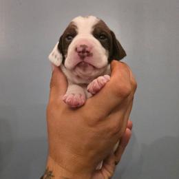 Purple collar female - Liver and white female German Shorthaired Pointer puppy in New York from Bishop Kennels