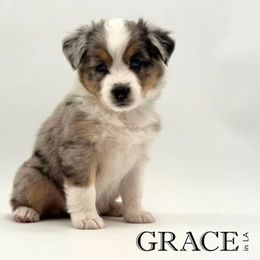 Grace - Blue merle female Miniature American Shepherd puppy in Tremonton, Utah from Azure Sky Minis