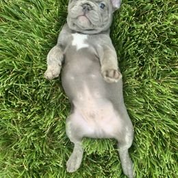 French Bulldog Puppies from Bourbon Country Bullies