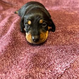 Oreo (Pink Collar) - Black and tan female Dachshund puppy in Turlock, California from Dandelion Dachshund