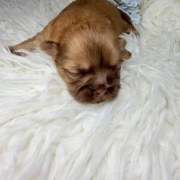 Rolex - Liver male Shih Tzu puppy in Seattle, Washington from Shih Tzu’s  ‘N’ Love