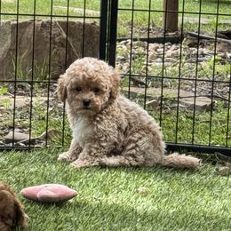 Goldendoodle Puppies from Ohana Doodles