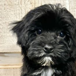 Bernedoodles, Goldendoodles, and Havapoos from Kruger Doodles
