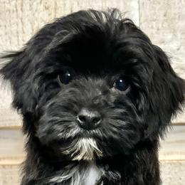 Bernedoodles, Goldendoodles, and Havapoos from Kruger Doodles