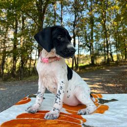 Aurora - Black and white female German Shorthaired Pointer puppy in Dugspur, Virginia from Pilgrims Trails Shorthairs