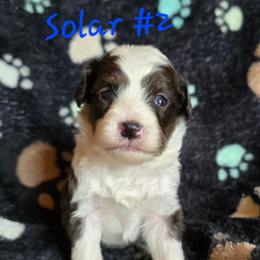 Solar 2 - Red tri-color male Aussiedoodle puppy in Redding, California from House Merrills Minis and Doodles