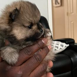 Koda - Tri-colored male Pomeranian puppy in Randleman, North Carolina from Luxurious Poms