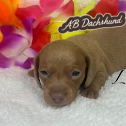 Late - Red female Dachshund puppy in Mesquite, Texas from AB Dachshund