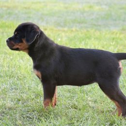 Rottweiler Puppies from Gottlïchen Rottweilers