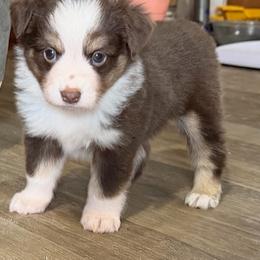 Axel - Red tri male Toy Australian Shepherd puppy in Bogata, Texas from Maple Creek Run