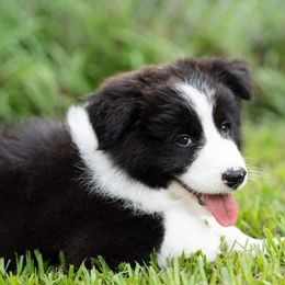 Border Collies from Tammy's Border Collies