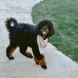 Coco - Phantom female Poodle puppy in Phoenix, Arizona from Moonshine Kennels AZ