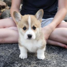 Yale - Red male Pembroke Welsh Corgi puppy in Coleman, Michigan from Salt Creek Farm Dogs