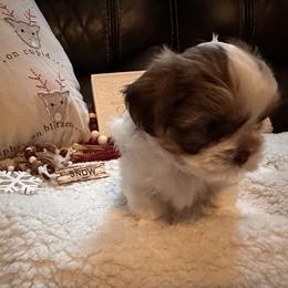 Shih Tzu Puppies from Wood Foo Breeders