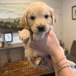 Male puppy pick 5 - Light golden male Golden Retriever puppy in Colville, Washington from Columbia Ridge Goldens