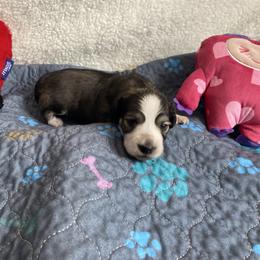 Elsa-Cream Sable, Piebald - Sable female Dachshund puppy in Wolf Lake, Indiana from Canisteo Dachshunds