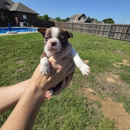 Girl 3 - Rosa - Red female Boston Terrier puppy in Sulphur Springs, Texas from B&B Bostons