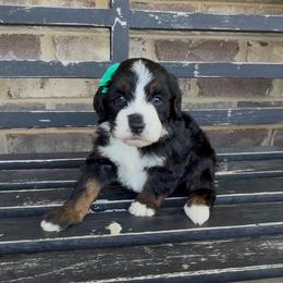 Eleven - Tri-color female Bernedoodle puppy in Cartersville, Georgia from Simply Blessed Doodles