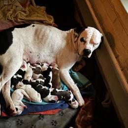 Girl 1 - White and black female American Bulldog puppy in Pace, Florida from Genesis American Bulldogs