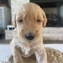 Pickles - Cream male Goldendoodle puppy in Fairhope, Alabama from Farihope Family