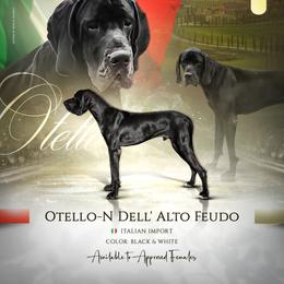 Otello - Great Dane