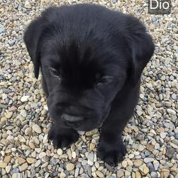 Dio (blue collar) - Black male Labrador Retriever puppy in Greenwich, Ohio from Pure Gem Kennel