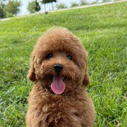 Pink girl AKC - Red  female Poodle puppy in Elkhorn, Nebraska from Orel Toy & Miniature Poodles